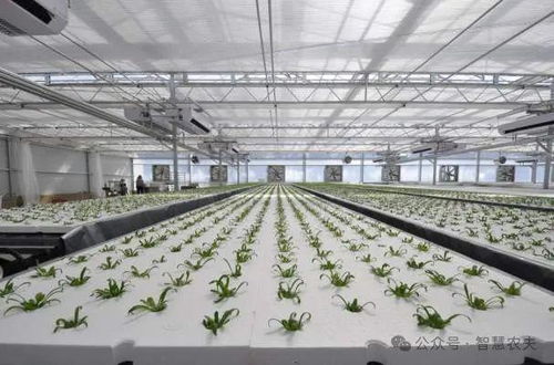 果蔬住上 科技房 ,智慧農業 種 出新花樣